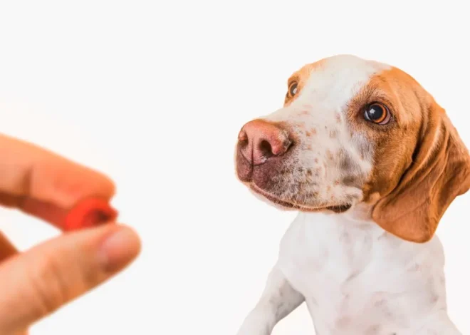 Doksisiklin (Monodoks) Köpeklerde Kullanımı, Dozajı, Yan Etkileri