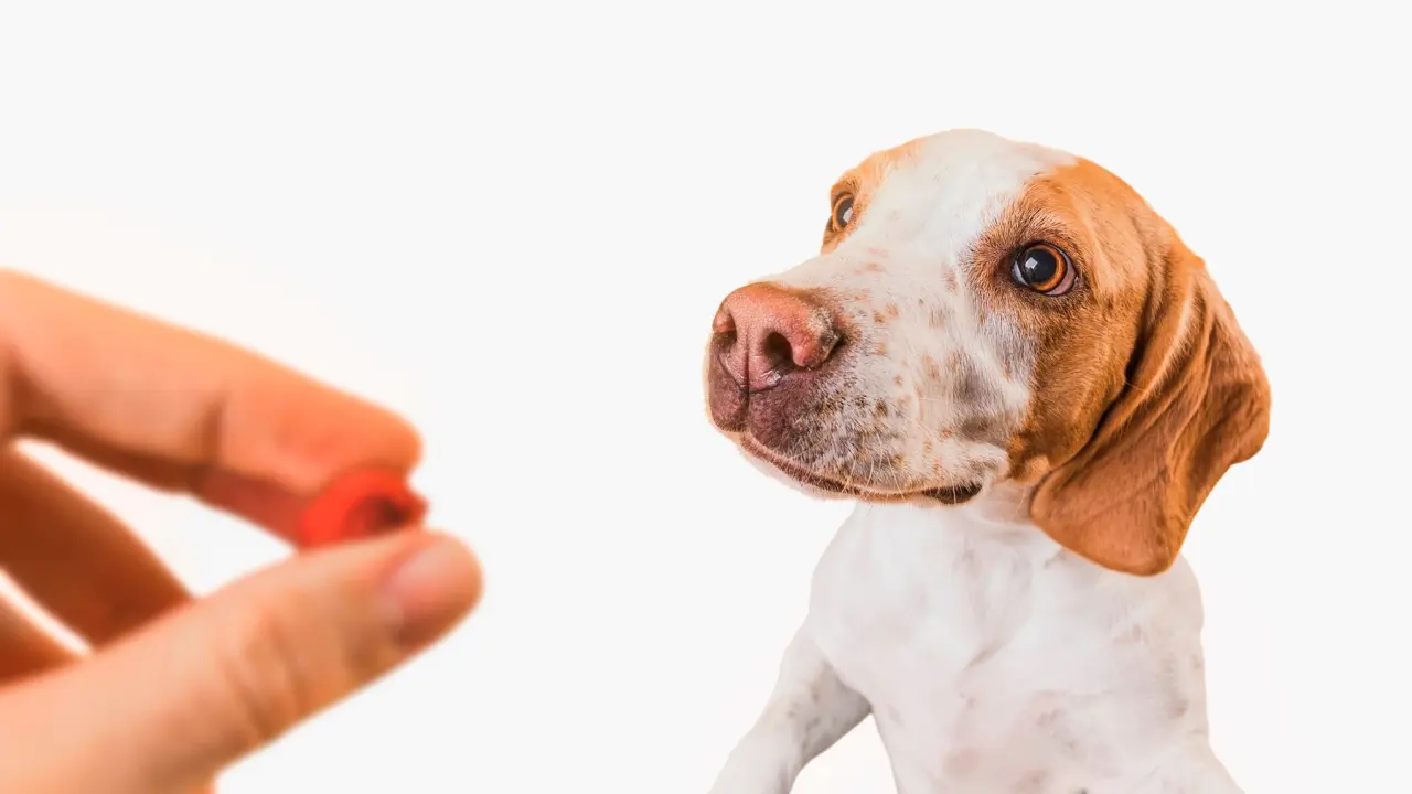 Doksisiklin (Monodoks) Köpeklerde Kullanımı, Dozajı, Yan Etkileri